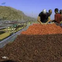 Yemen Green Coffee Beans