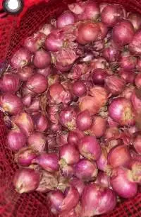 Onion