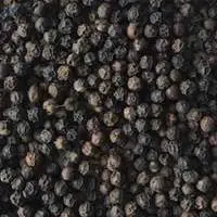 Black Pepper - TGSEB
