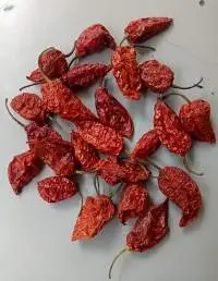 Ghost Pepper or Bhut Jolokia