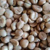 Green Bean Robusta