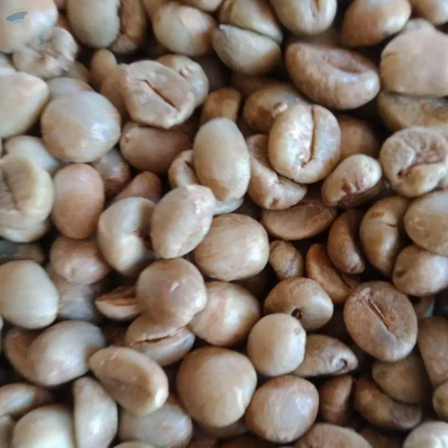Green Bean Robusta