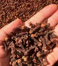 Indonesian Clove