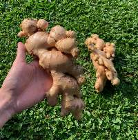 Fresh Elephant Ginger