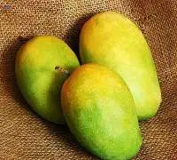 Export Quality Of Fresh Kesar Mangoes
