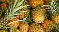 Export Quality Of Queen pineapple