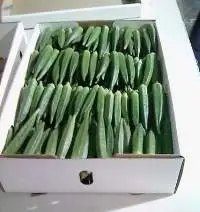Export Quality Of Fresh Lady finger