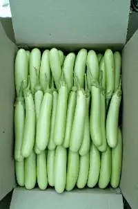 Indian Bottle Gourd