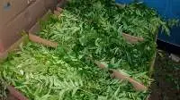 Fresh Curry Leaves
