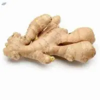 Ginger