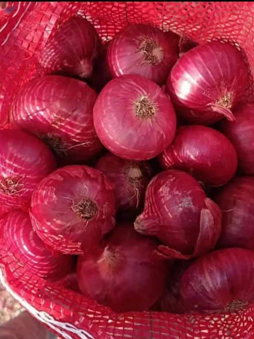 onion