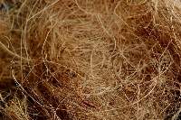 Coco Fiber