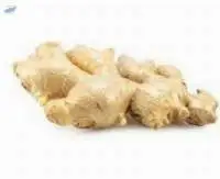 Ginger
