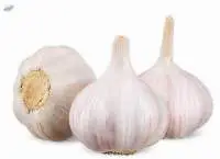 Fresh Garlic