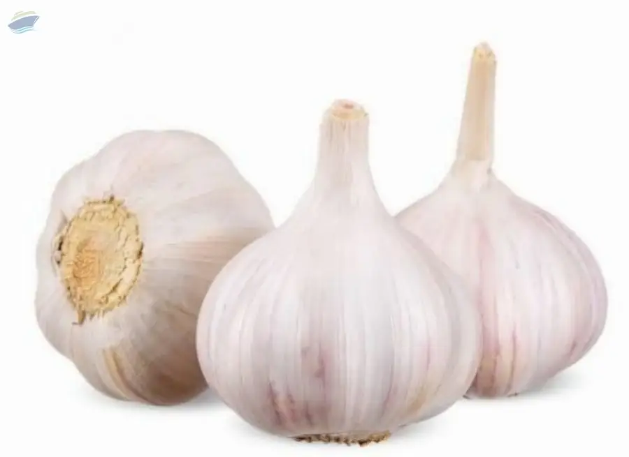 Fresh Garlic