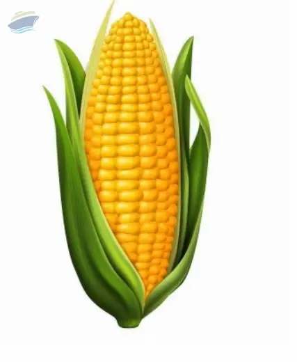 Corn