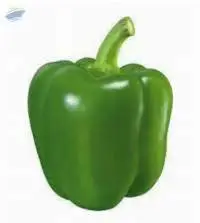 Capsicum