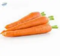 Fresh Carrot
