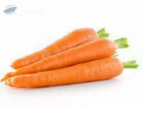 Fresh Carrot