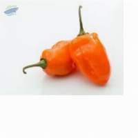 Jalapeno Peppers