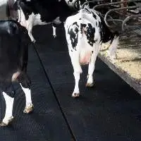 Cow Mat EVA Black