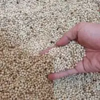 White Pepper