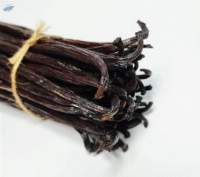 Vanilla Beans Planifolia