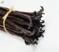 Vanilla Beans Planifolia