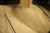 Animal Feed
