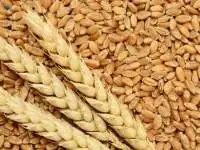 Durum Wheat