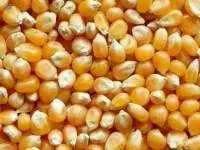 Maize Corn Seeds
