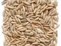 Rye Seeds