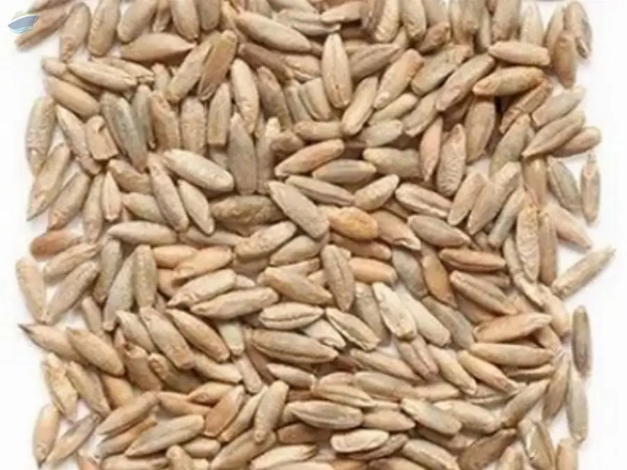 Rye Seeds