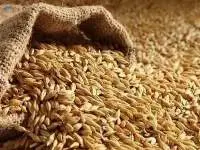 Barley Seeds