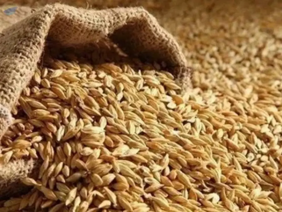 Barley Seeds