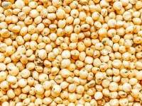 Sorghum