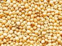 Sorghum
