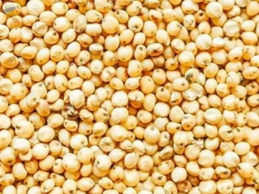 Sorghum