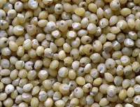 Millet Jowar