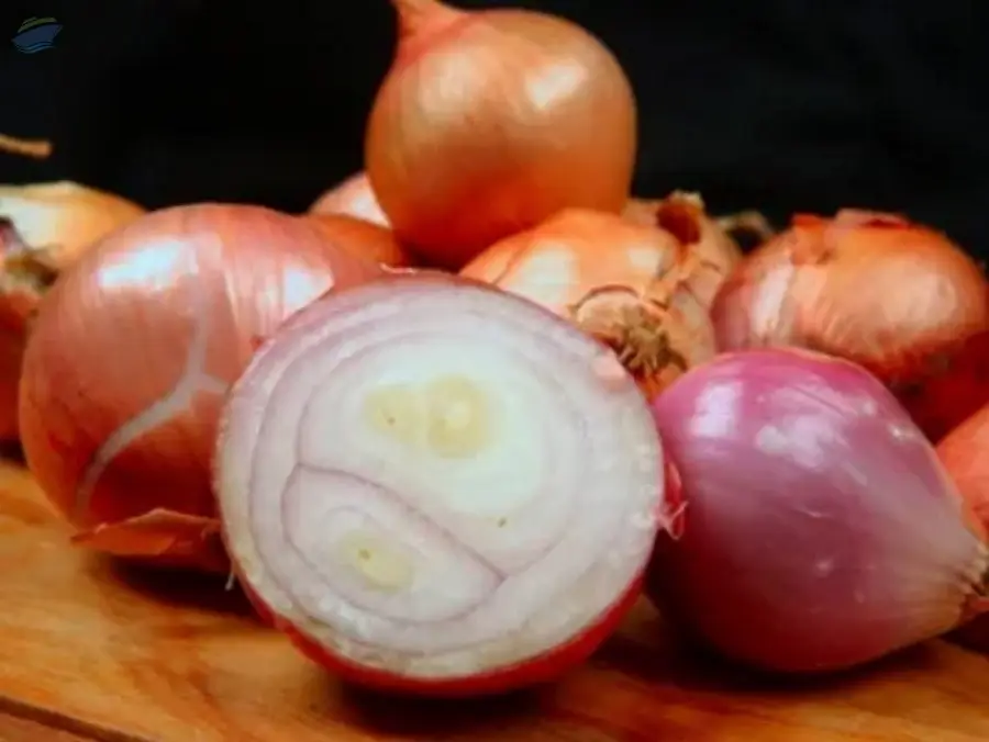 Fresh Onions