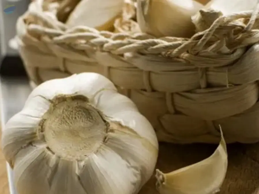 Garlic