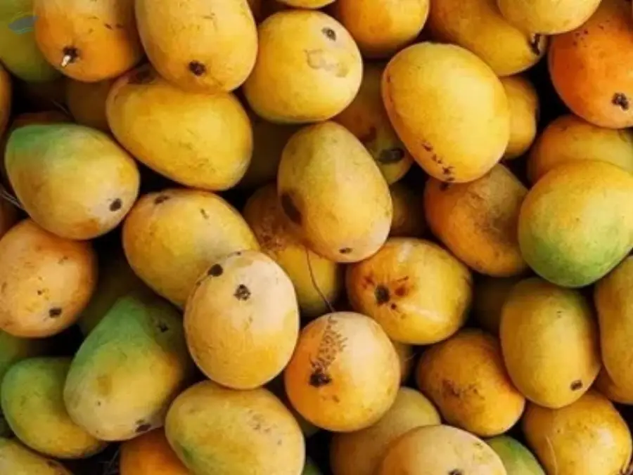 Mangoes