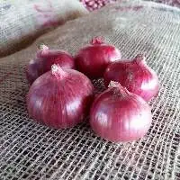 Fresh Onion