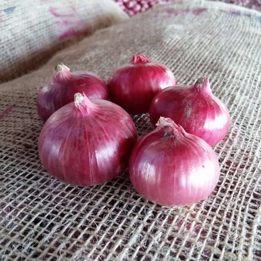 Fresh Onion