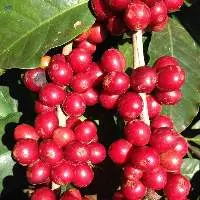 Coffee Cherry Red