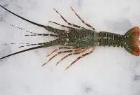 Frozen Lobster Whole