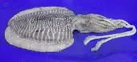 Frozen Cuttlefish Whole