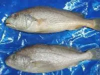 Silver/Yellow Croaker