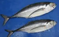Horse Mackerel
