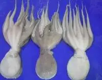 Frozen Octopus Whole